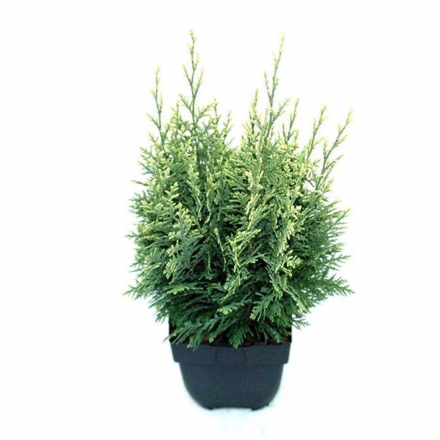Ädelcypress – Chamaecyparis lawsoniana 'White Spot' - C2